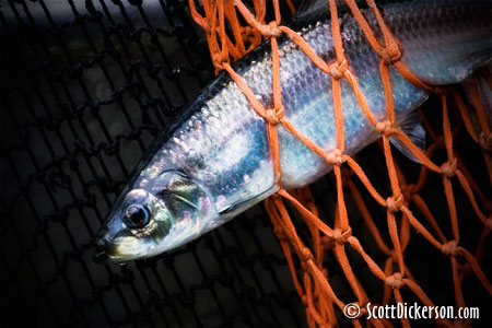 Photo of Togiak herring in seine net. Bering Sea, Bristol bay, Alaska